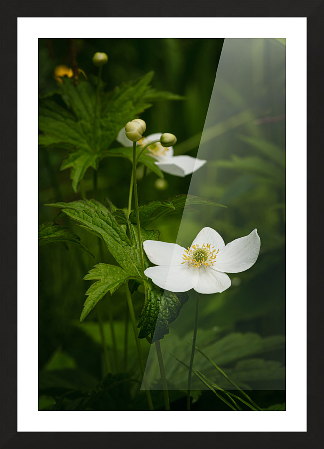 Anemone du Canada Picture Frame print