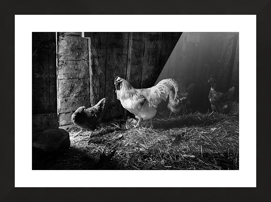 Basse cour Picture Frame print