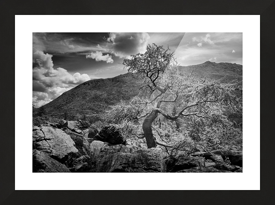 Bonzai Picture Frame print