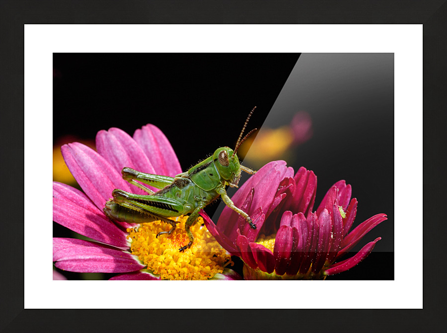 Cache cache Picture Frame print