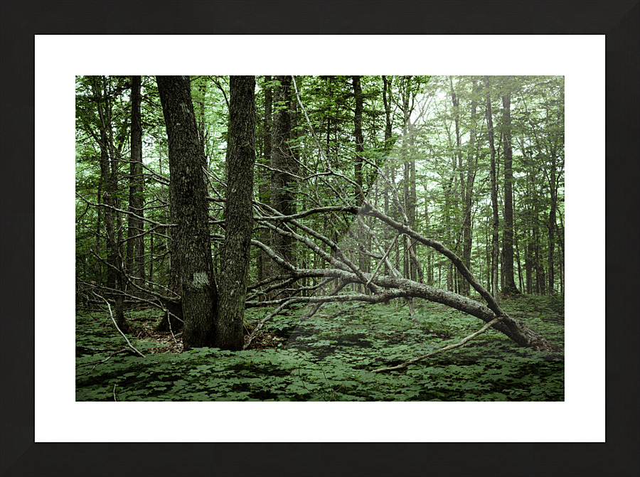 Cycle de vie Picture Frame print
