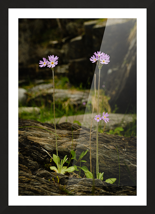 Resilience Picture Frame print