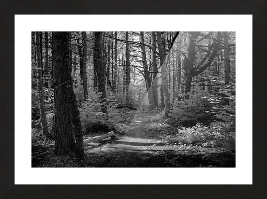 Foret noire Picture Frame print