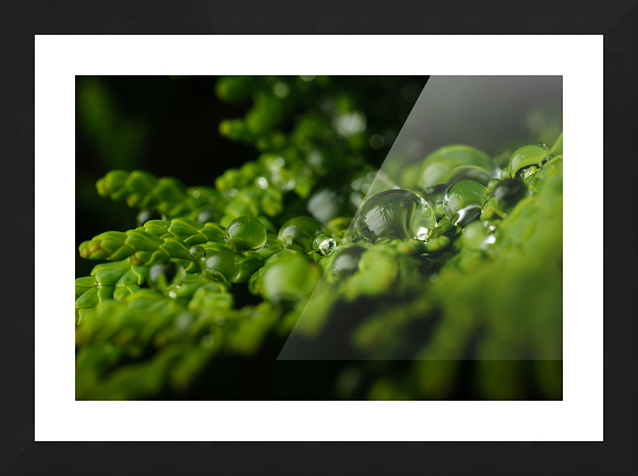 Perles Picture Frame print