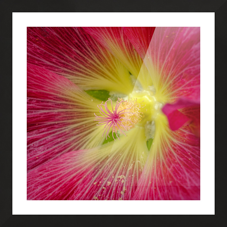Rose tremiere Picture Frame print