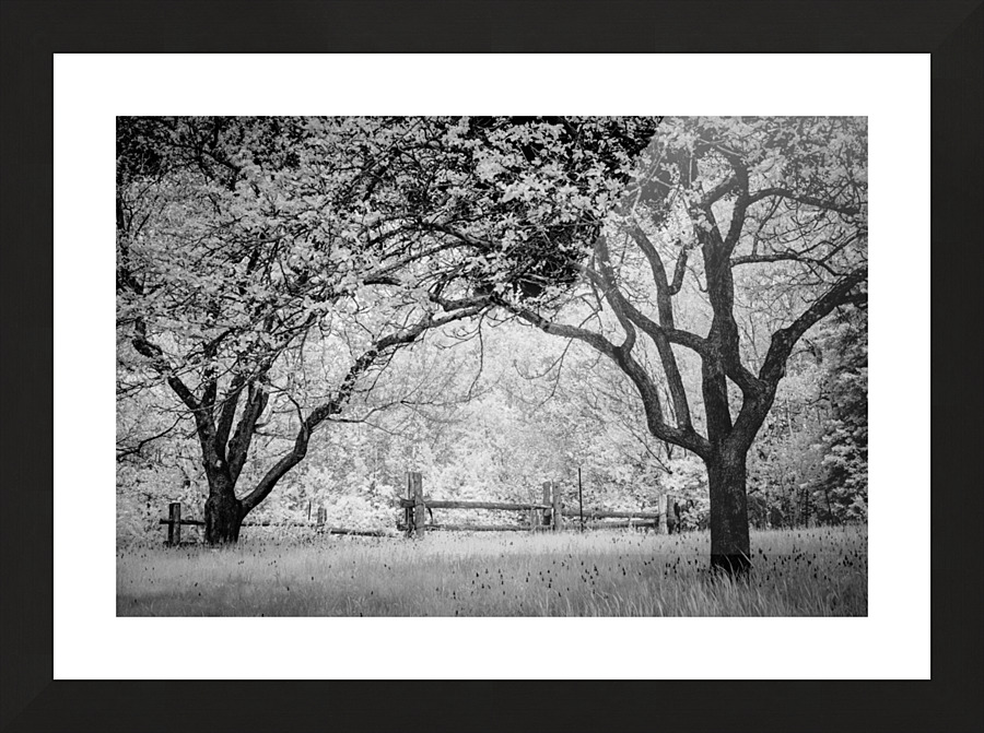 Vieille branche Picture Frame print