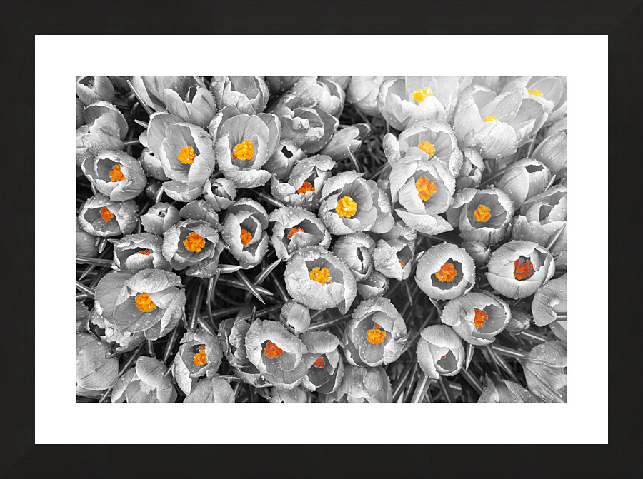 Printemps Picture Frame print