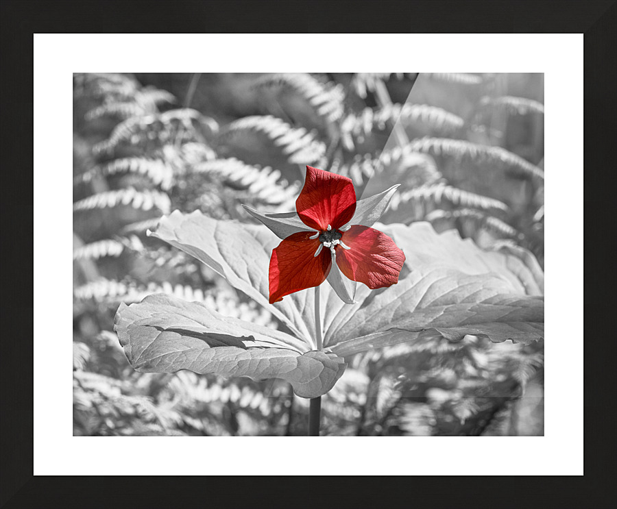 Ecarlate Picture Frame print