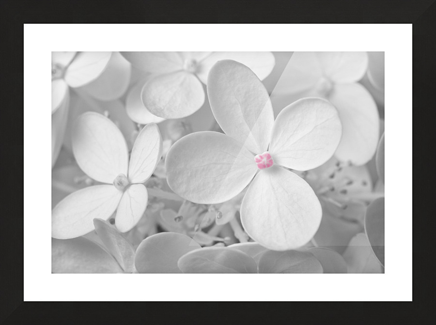 Hortensia Picture Frame print