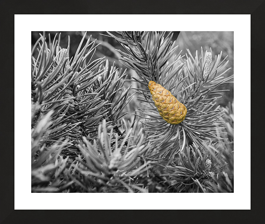 Cone de pin Picture Frame print