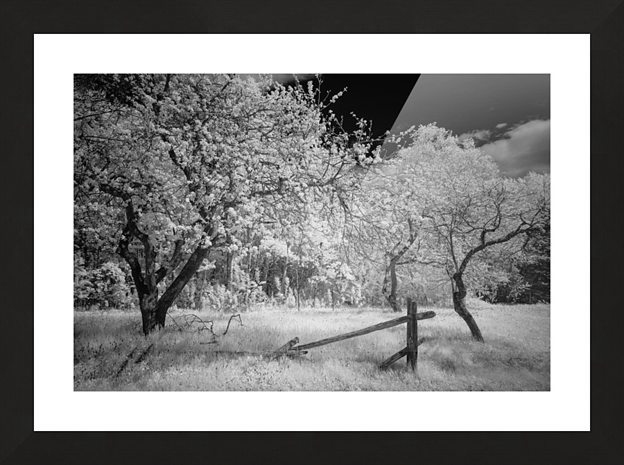 Floraison Picture Frame print