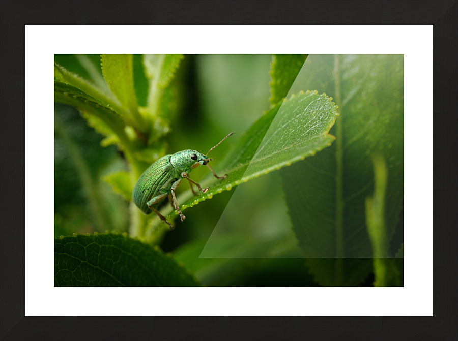 Vert sur vert Picture Frame print