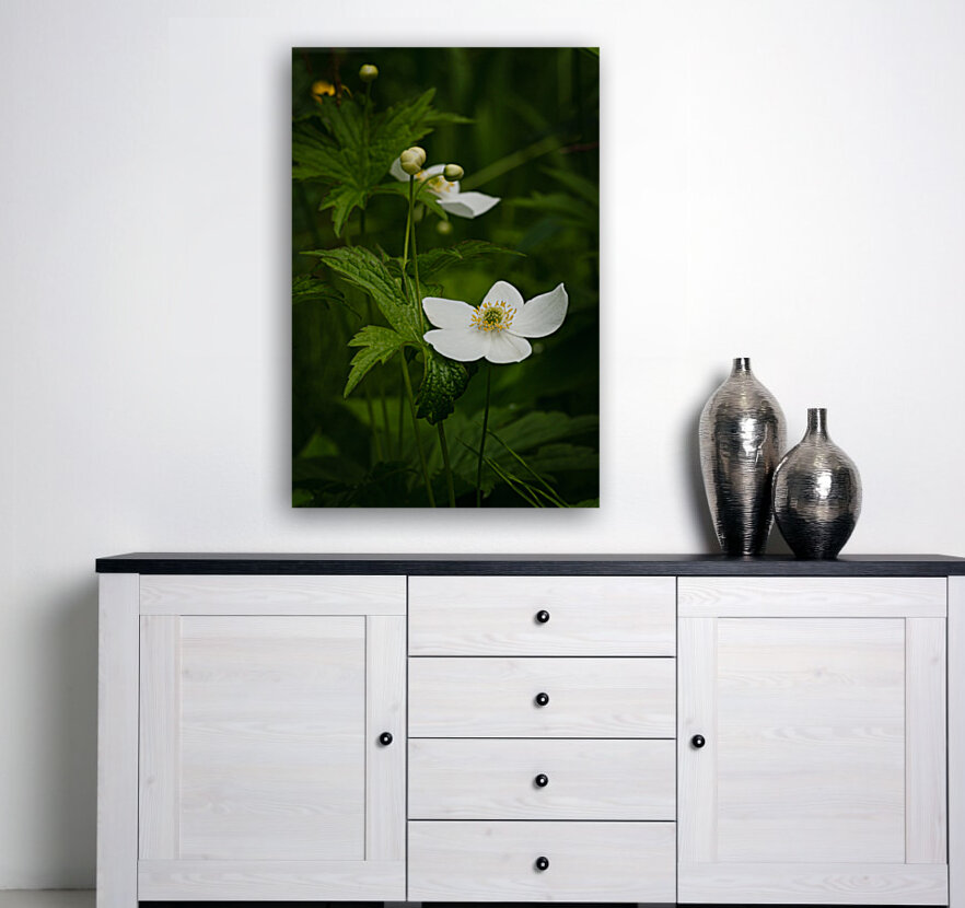 Anemone du Canada Reproduction