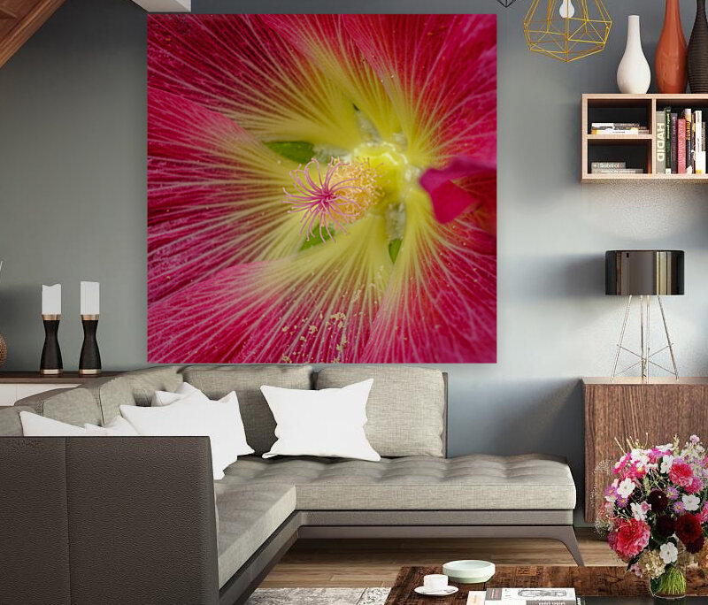 Rose tremiere Reproduction