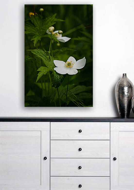 Anemone du Canada Reproduction