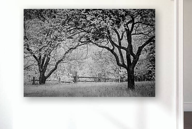 Vieille branche by Guy Boudreau