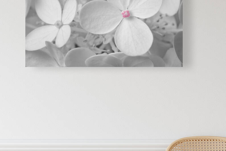 Hortensia Reproduction