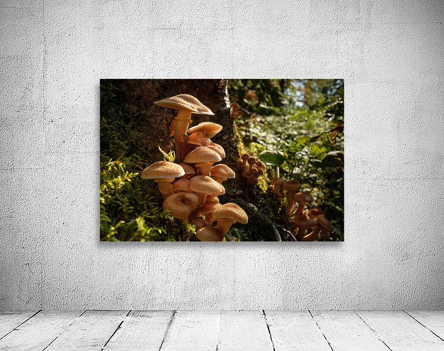 Chapeau  Wall Preview