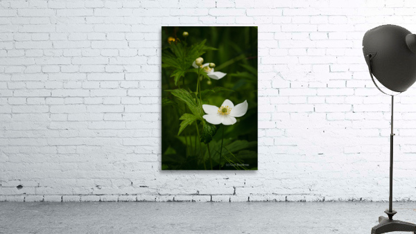 Anemone du Canada Wall Preview