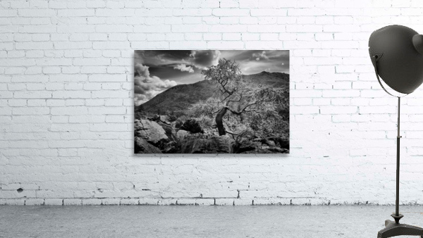 Bonzai Wall Preview