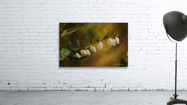 Cassandre calicule Wall Preview