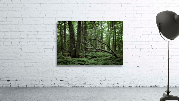Cycle de vie Wall Preview