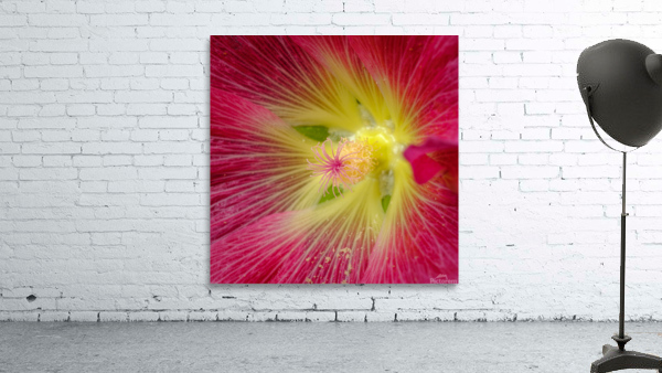 Rose tremiere Wall Preview