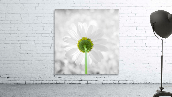Ete Wall Preview