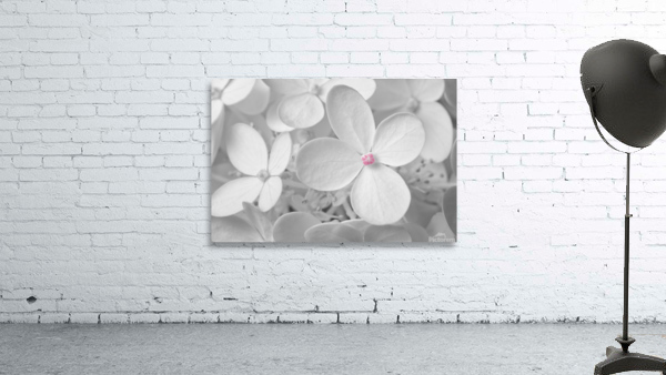 Hortensia Wall Preview