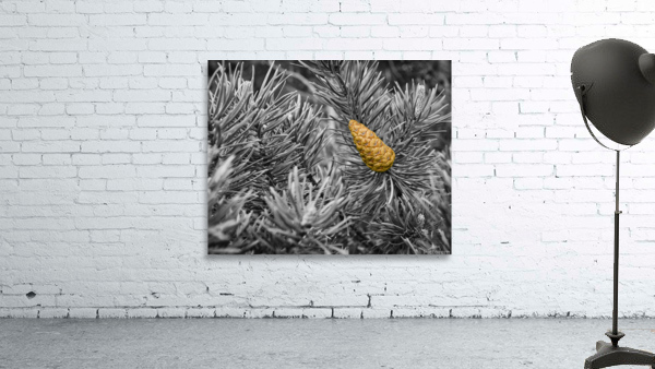 Cone de pin Wall Preview
