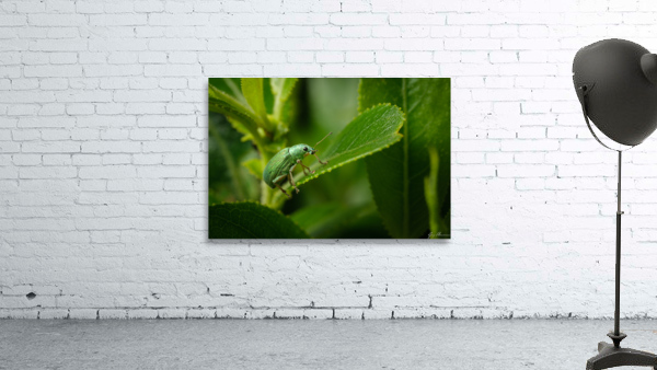 Vert sur vert Wall Preview