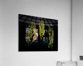 Pablum Acrylic Print