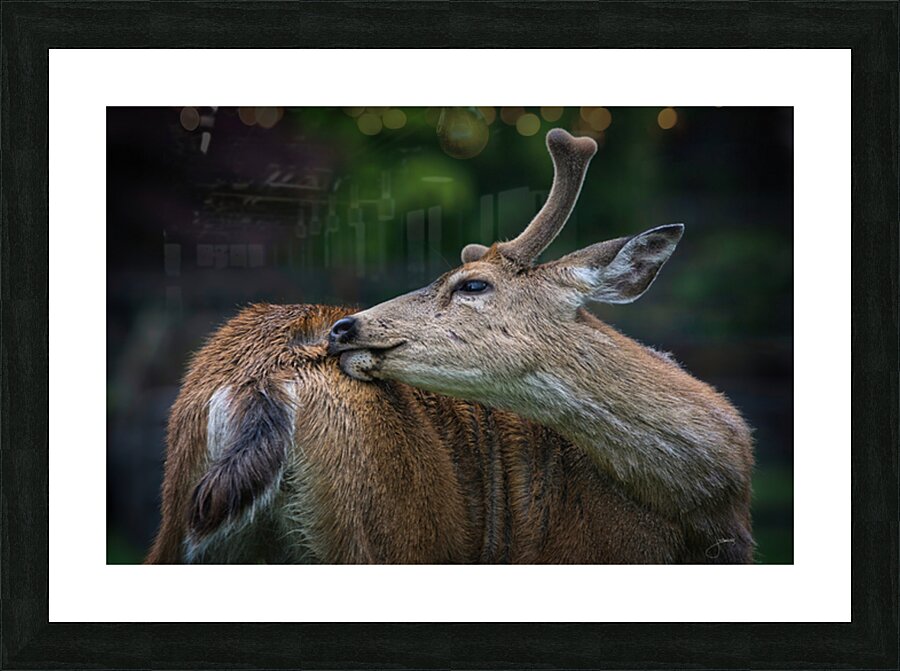 Preen Picture Frame print