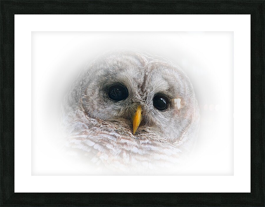 Focused in White Picture Frame print