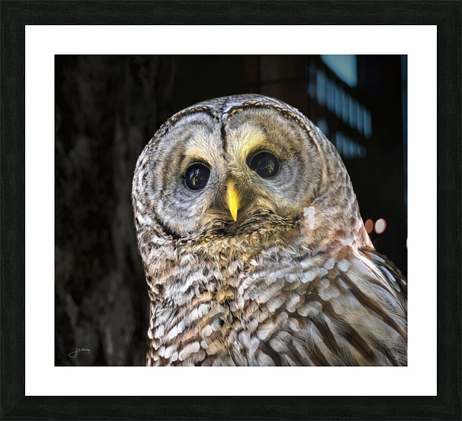 Focused II Picture Frame print