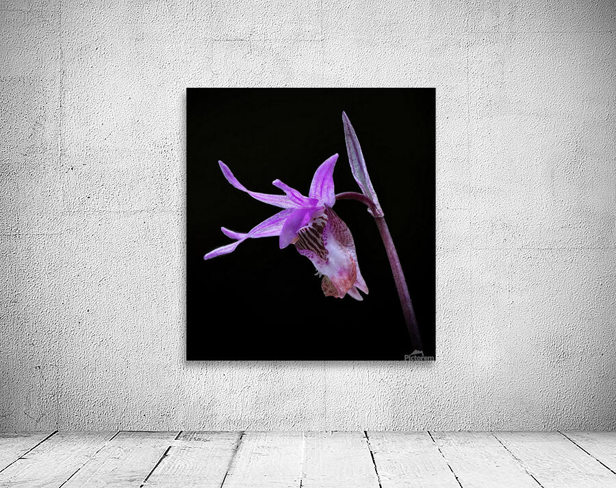 Fairy Slipper Wall Preview