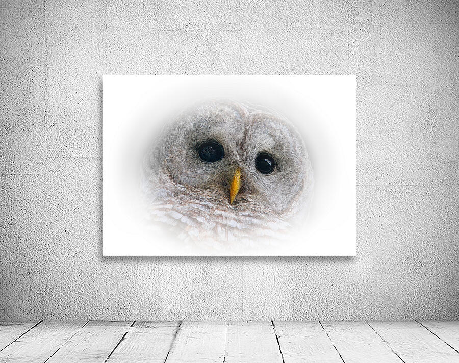 Focused in White Wall Preview