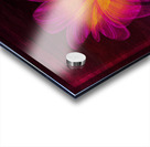 Nelumbo Acrylic print