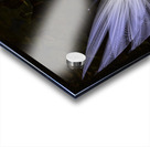 Gracious Acrylic print