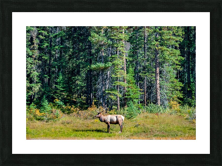 Elk in Evergreen Picture Frame print