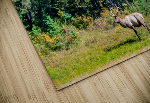 Elk in Evergreen Chris Leslie puzzle