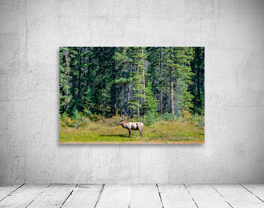 Elk in Evergreen Wall Preview
