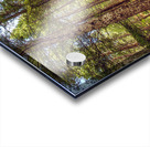 Forest Acrylic print