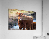 Rough Day Cow Acrylic Print