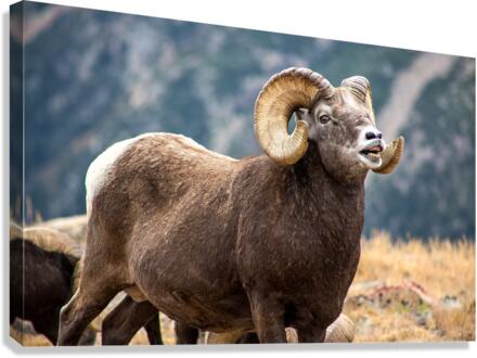 Bighorn Sheep Canvas Print