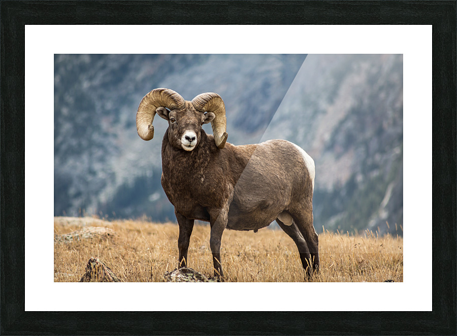  Fine Art print