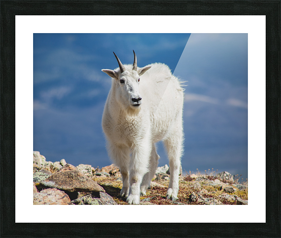  Fine Art print