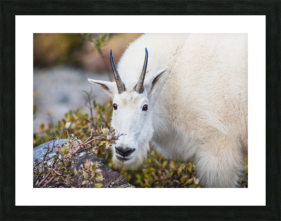 Mountain Goat Picture Frame print