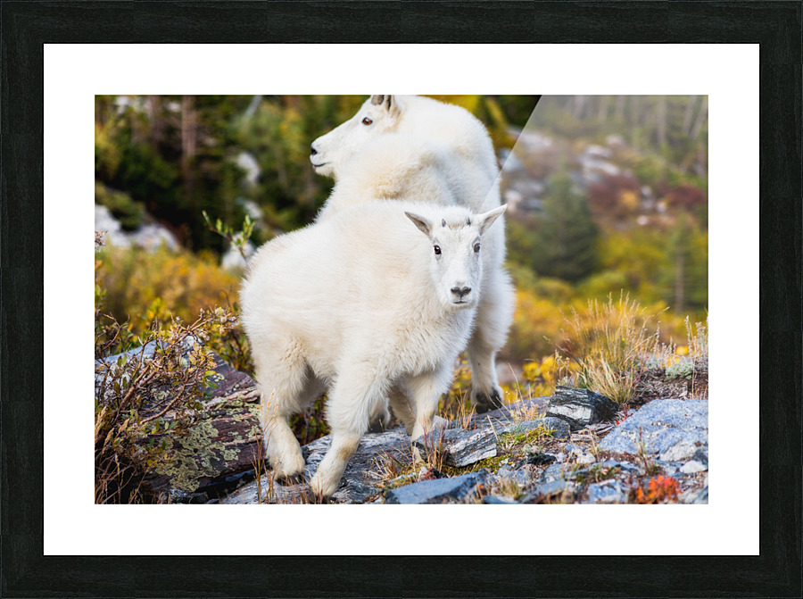 Mountain Goats Picture Frame print