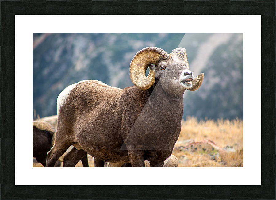  Fine Art print